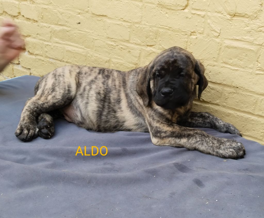 ALDO