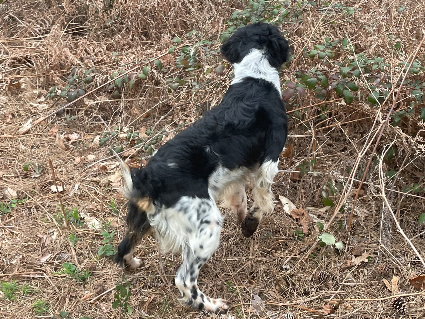 Publication : Des Bois Du Tialan Auteur : Peter Vinçon