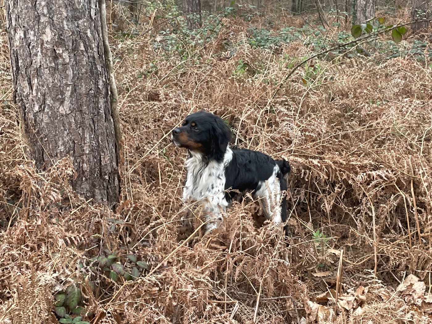 Publication : Des Bois Du Tialan Auteur : Peter Vinçon