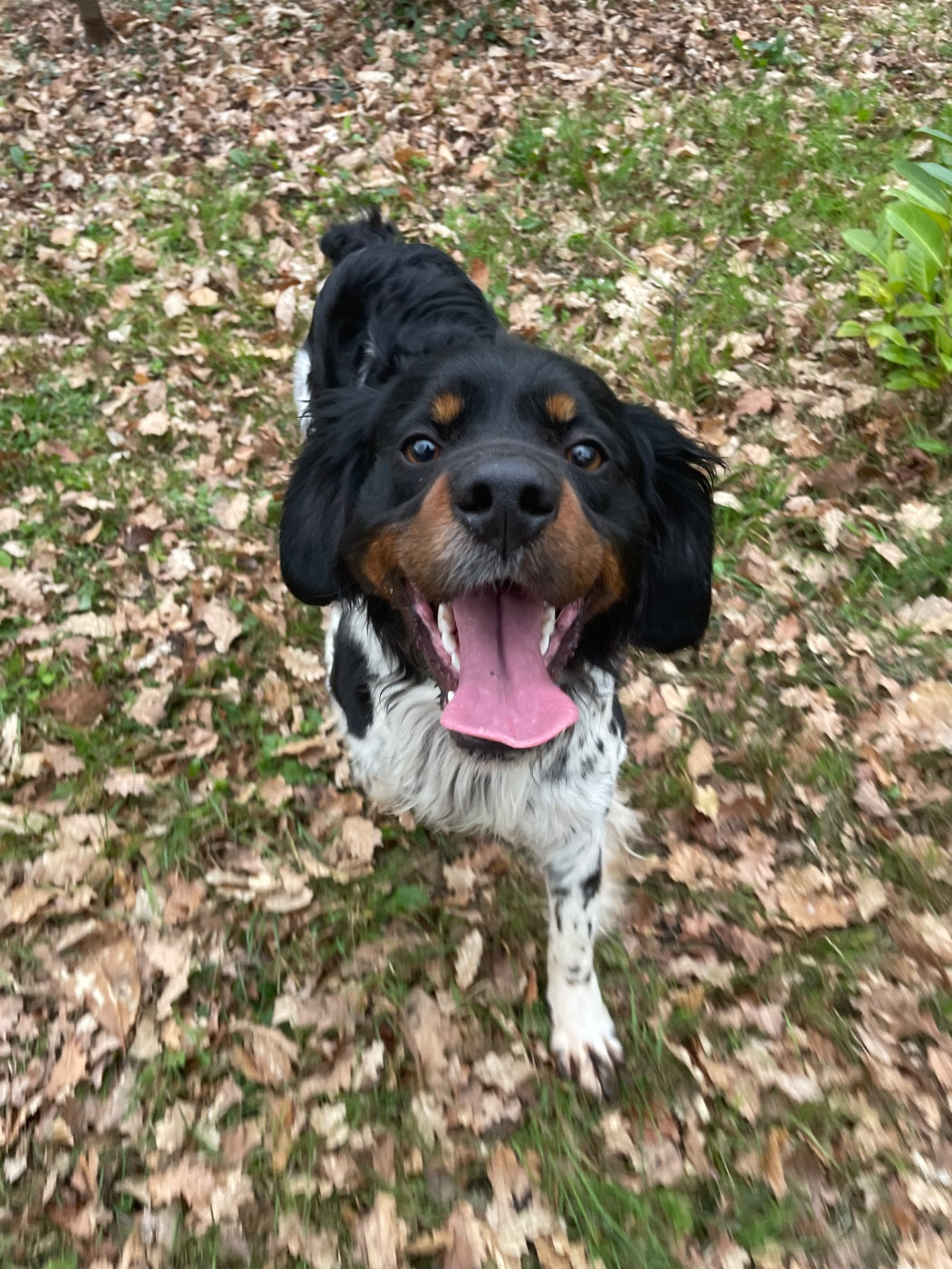 Publication : Des Bois Du Tialan Auteur : Peter Vinçon