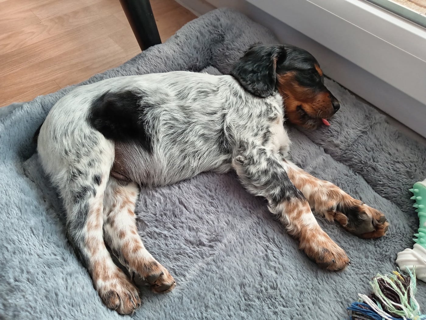CHIOT 5 - Brookie