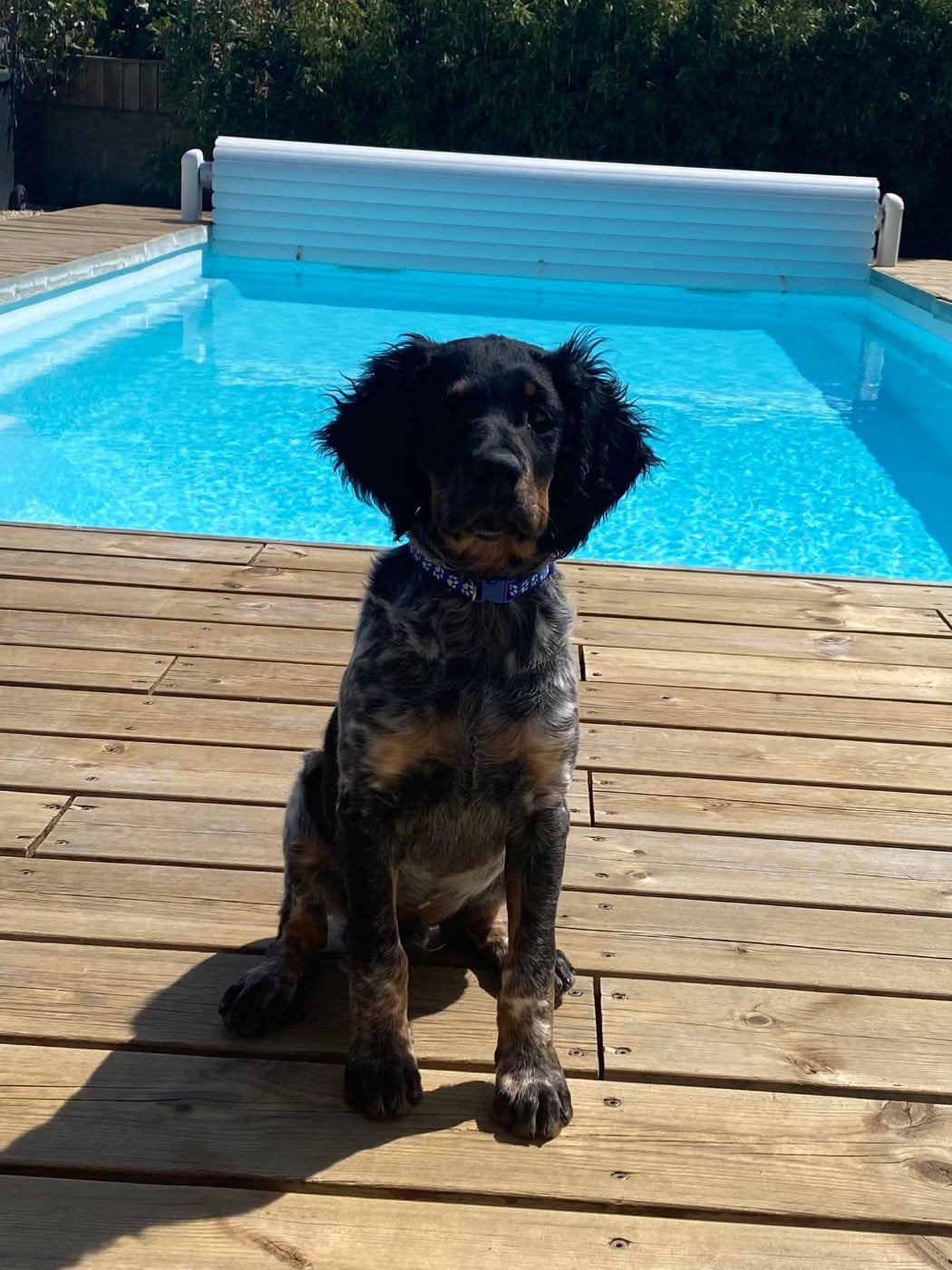 CHIOT 3 - Buzz