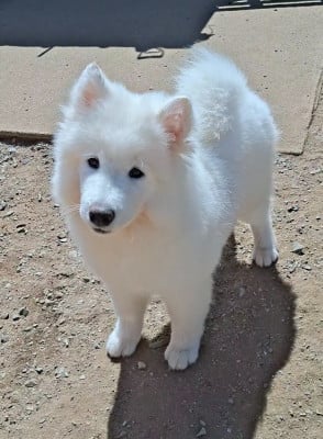 Les chiots de Samoyède