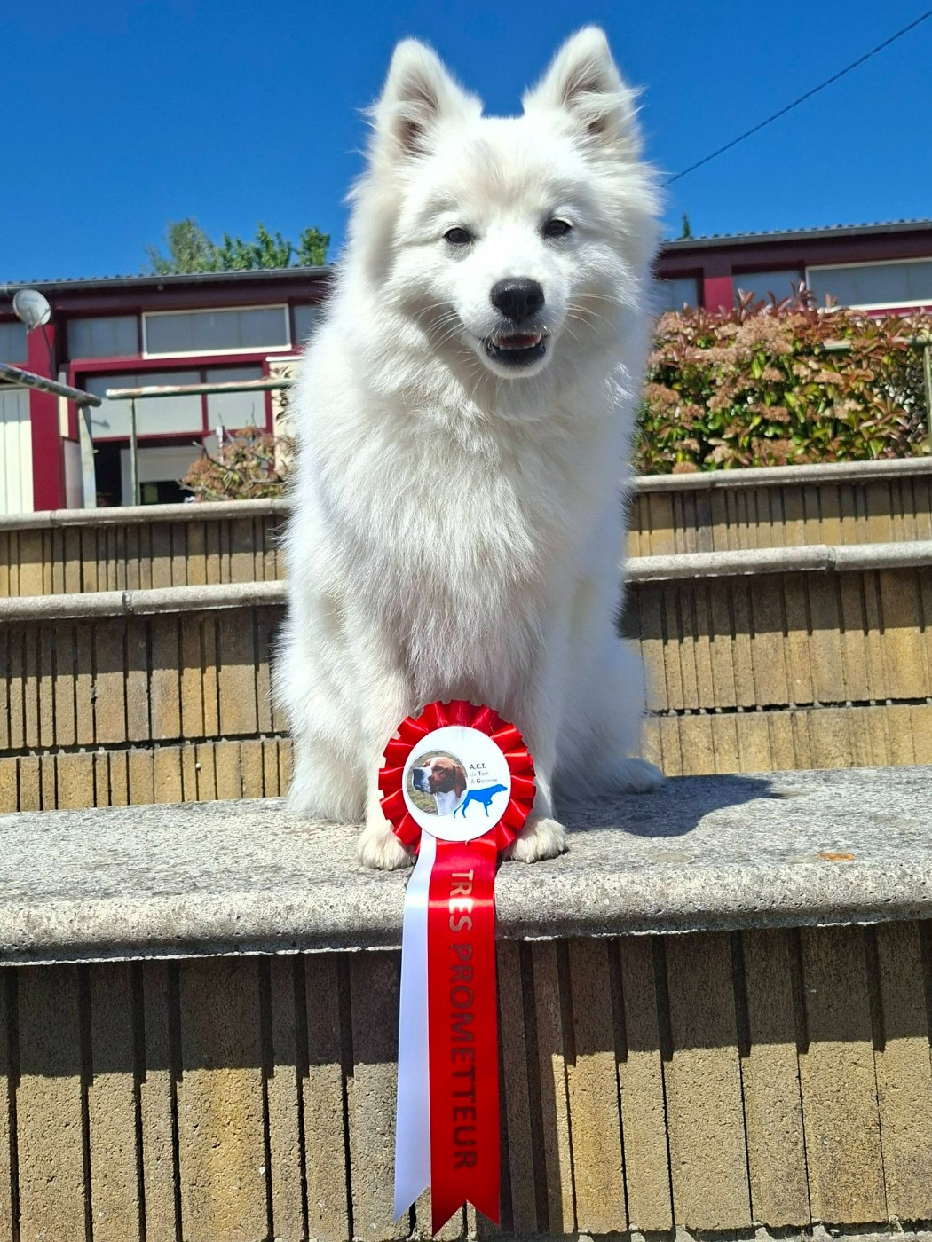 Another Star Is Born Yuki Of Fantasia Lover Land - 1ère Très Prometteur + Meilleur Puppy