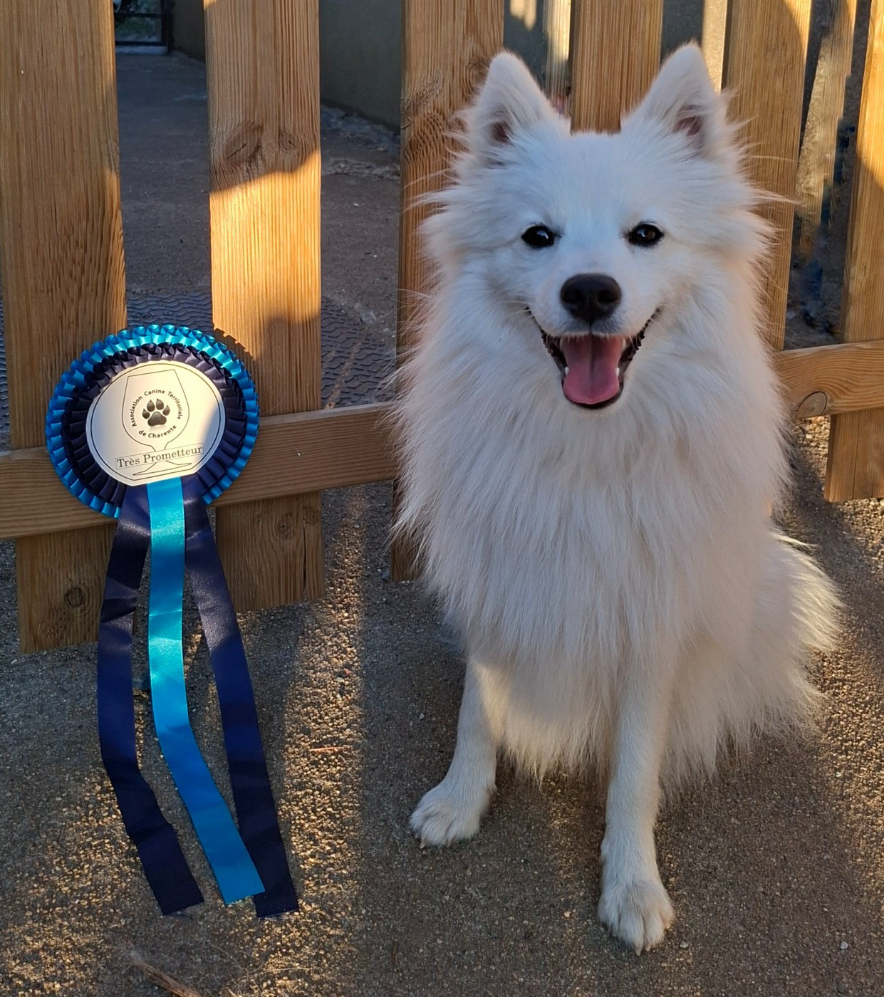 Another Star Is Born Yuki Of Fantasia Lover Land - 1ère Très Prometteur + Meilleur Puppy
