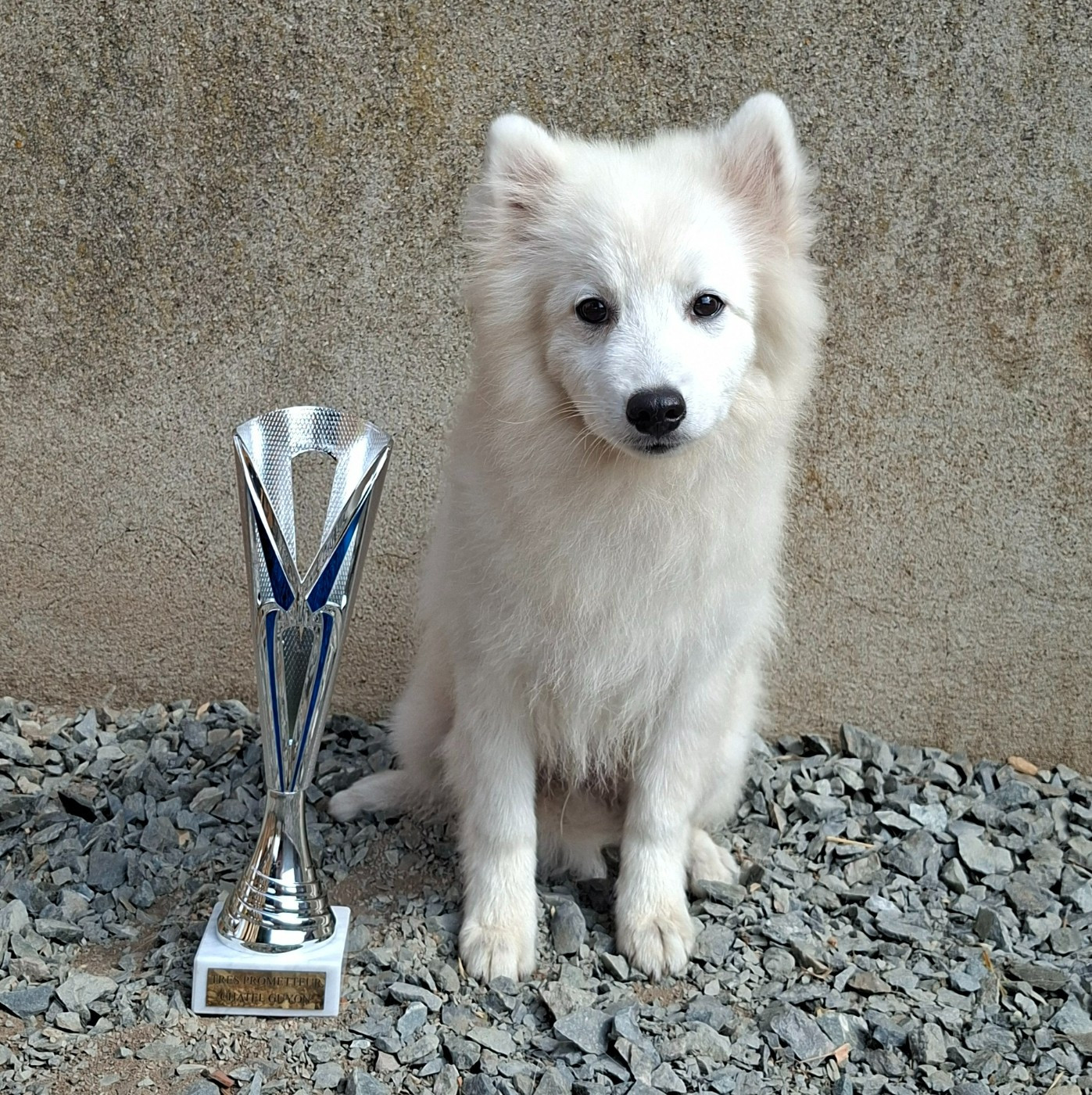 Bodyguard Katsuki Of Fantasia Lover Land - 1er Très Prometteur + Meilleur Baby