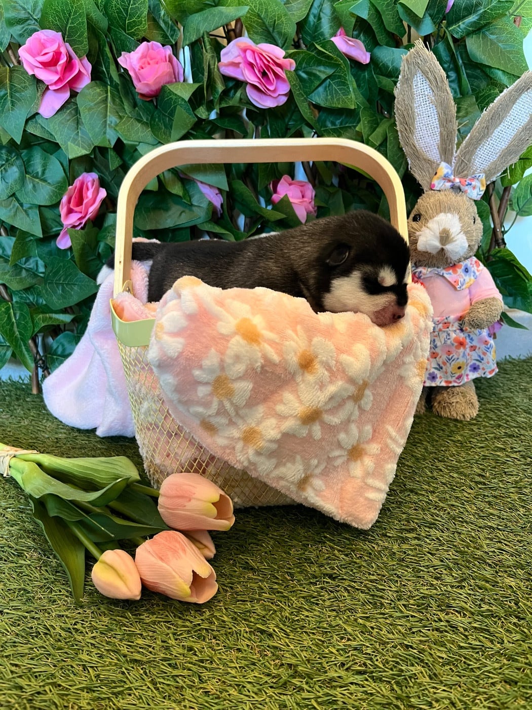 Chiot 2 jaune - Siberian Husky