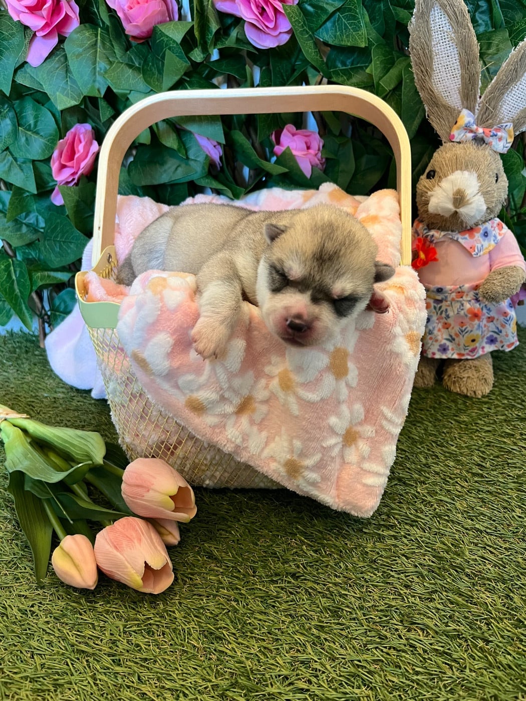 Chiot 4 vert - Siberian Husky