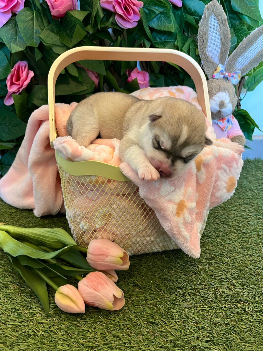 Chiot 5 rouge - Siberian Husky