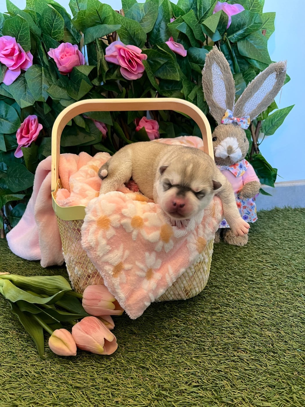 Chiot 6 orange - Siberian Husky