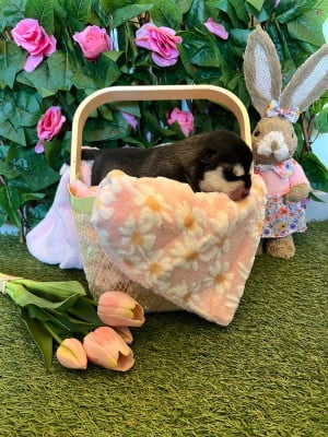 Les chiots de Siberian Husky