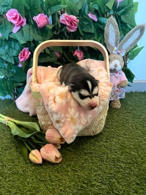 Les chiots de Siberian Husky