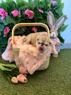 Les chiots de Siberian Husky