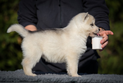 Les chiots de Siberian Husky