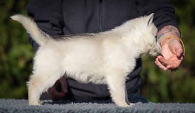 Les chiots de Siberian Husky