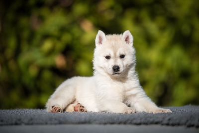 Les chiots de Siberian Husky