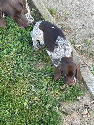 Les chiots de Braque allemand à poil court