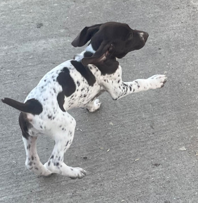 Les chiots de Braque allemand à poil court
