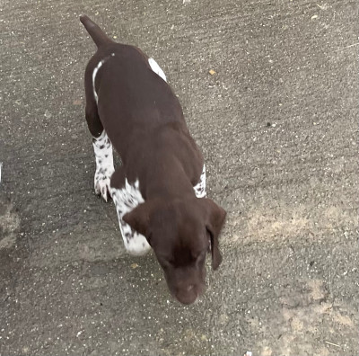 Les chiots de Braque allemand à poil court