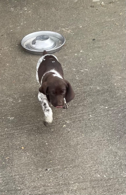 Les chiots de Braque allemand à poil court