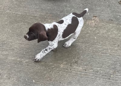 Les chiots de Braque allemand à poil court