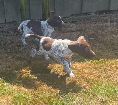 Les chiots de Braque allemand à poil court
