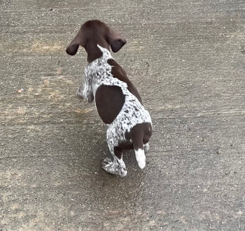 Braque allemand à poil court - Des Douces Frontieres Mayennaises