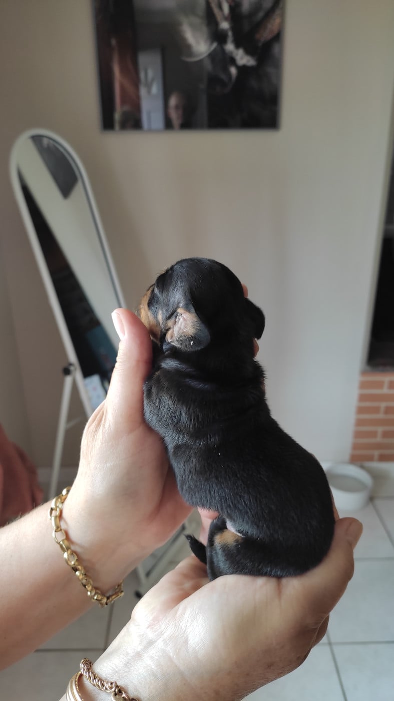 Chiot N°2 - Teckel poil ras