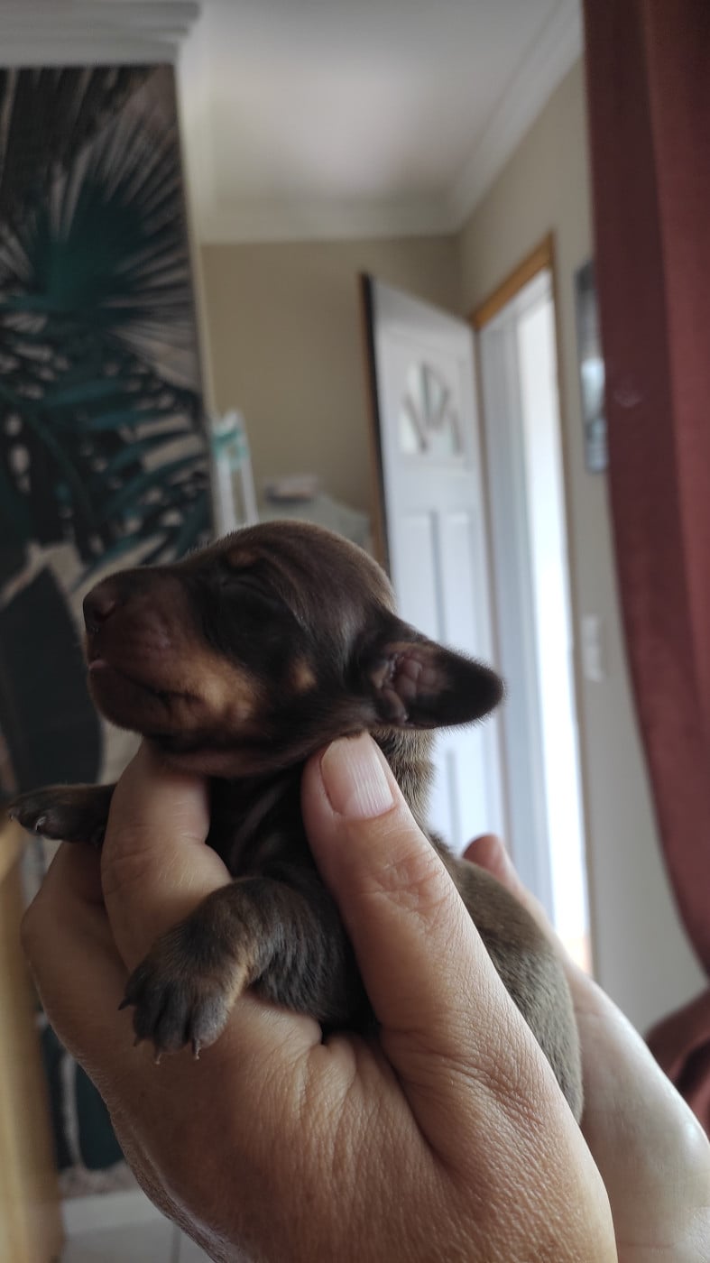 Chiot N°3 - Teckel poil ras
