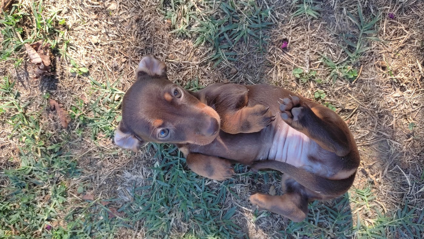 Chiot N°3
