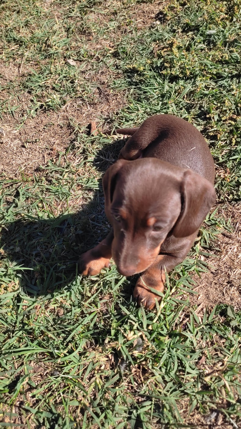 Chiot N°3