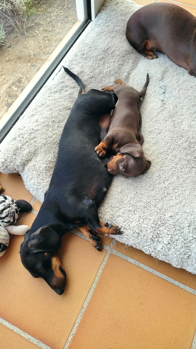 Chiot N°3