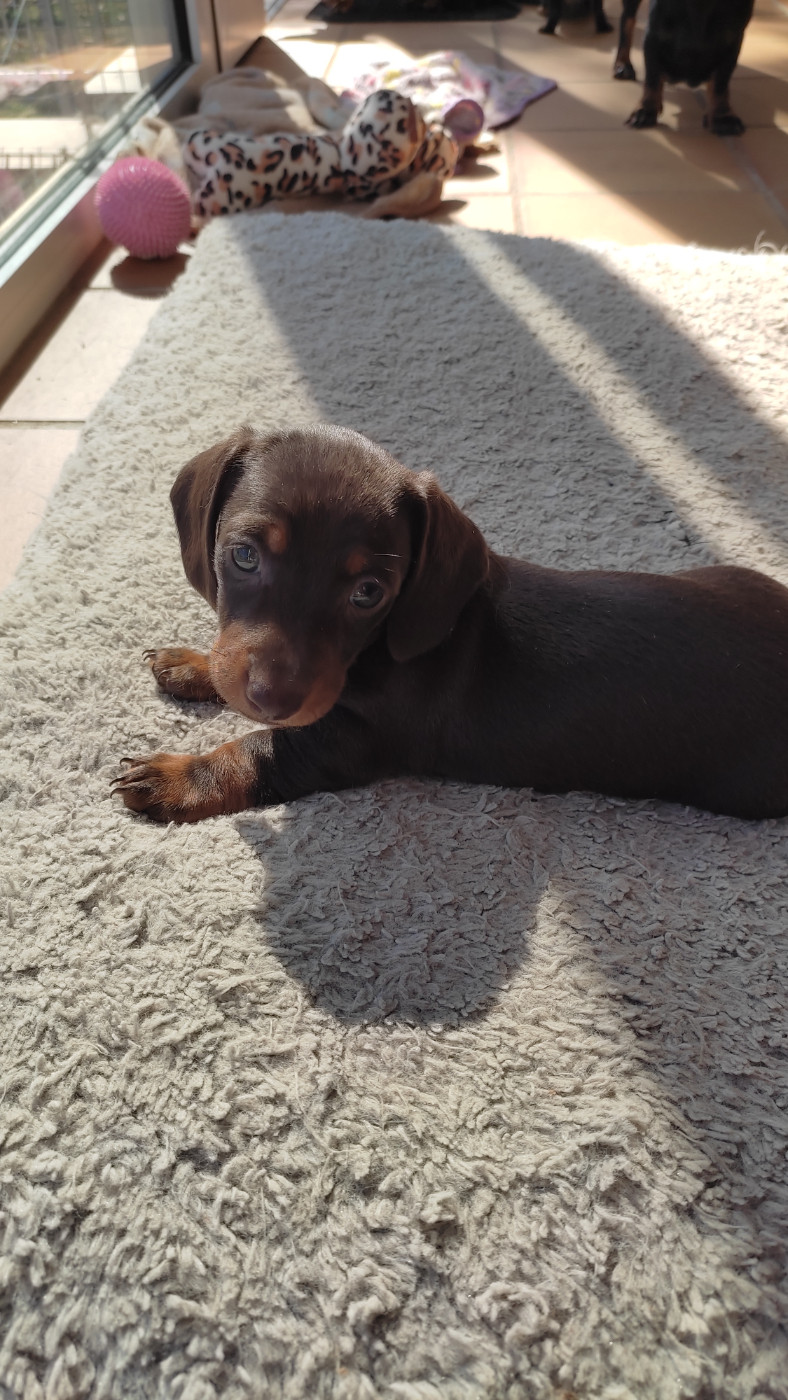 Chiot N°3