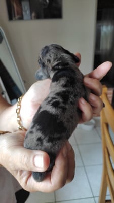 Chiot N°1 - Teckel poil ras
