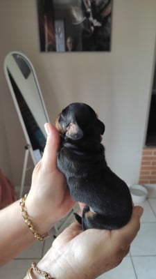 Chiot N°2 - Teckel poil ras