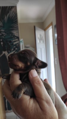 Les chiots de Teckel poil ras