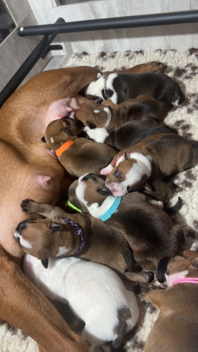 Staffordshire Bull Terrier - Les Ch'ti Viennois