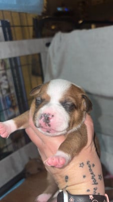 Les chiots de Staffordshire Bull Terrier