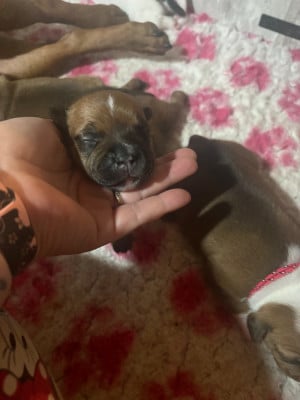 Les chiots de Staffordshire Bull Terrier