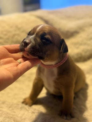 Les chiots de Staffordshire Bull Terrier