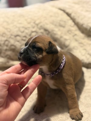 Les chiots de Staffordshire Bull Terrier