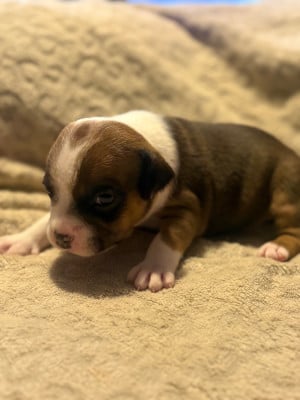 Les chiots de Staffordshire Bull Terrier