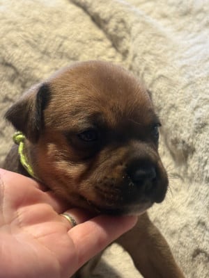 Les chiots de Staffordshire Bull Terrier