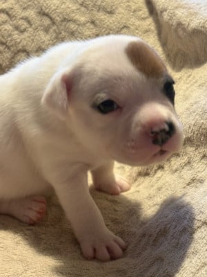 Les chiots de Staffordshire Bull Terrier