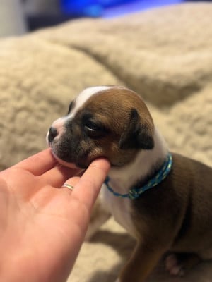 Les chiots de Staffordshire Bull Terrier