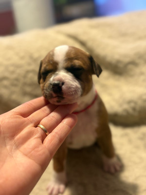 Les chiots de Staffordshire Bull Terrier