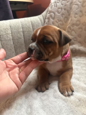 Les chiots de Staffordshire Bull Terrier