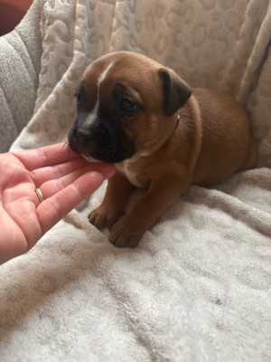 Les chiots de Staffordshire Bull Terrier