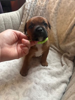 Les chiots de Staffordshire Bull Terrier