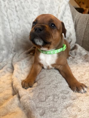 Les chiots de Staffordshire Bull Terrier